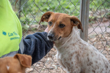 LOLA, Hund, Mischlingshund in Spanien - Bild 10