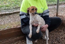 LOLA, Hund, Mischlingshund in Spanien - Bild 11