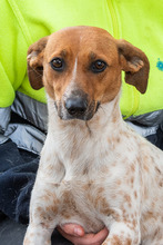 LOLA, Hund, Mischlingshund in Spanien - Bild 12