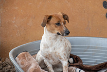 LOLA, Hund, Mischlingshund in Spanien - Bild 2