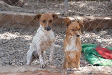 LOLA, Hund, Mischlingshund in Spanien - Bild 3