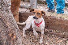 LOLA, Hund, Mischlingshund in Spanien - Bild 4