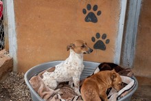 LOLA, Hund, Mischlingshund in Spanien - Bild 5