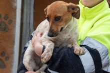 LOLA, Hund, Mischlingshund in Spanien - Bild 7