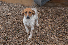 LOLA, Hund, Mischlingshund in Spanien - Bild 8