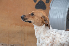 LOLA, Hund, Mischlingshund in Spanien - Bild 9
