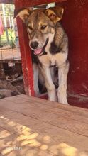 ALPHA, Hund, Mischlingshund in Griechenland - Bild 2