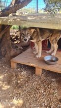 ALPHA, Hund, Mischlingshund in Griechenland - Bild 4