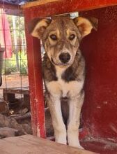 ALPHA, Hund, Mischlingshund in Griechenland - Bild 5
