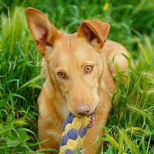 MAILO, Hund, Podenco in Spanien - Bild 1