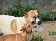 MAILO, Hund, Podenco in Spanien - Bild 10