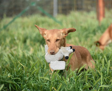 MAILO, Hund, Podenco in Spanien - Bild 11