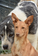 MAILO, Hund, Podenco in Spanien - Bild 12