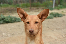 MAILO, Hund, Podenco in Spanien - Bild 13