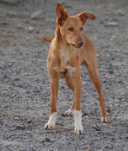MAILO, Hund, Podenco in Spanien - Bild 14