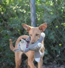 MAILO, Hund, Podenco in Spanien - Bild 2