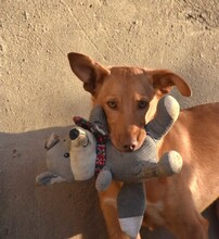 MAILO, Hund, Podenco in Spanien - Bild 3
