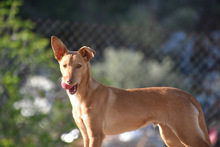 MAILO, Hund, Podenco in Spanien - Bild 4