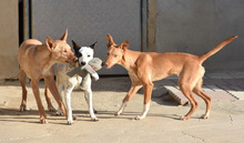 MAILO, Hund, Podenco in Spanien - Bild 5
