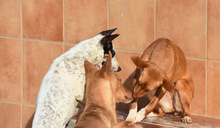 MAILO, Hund, Podenco in Spanien - Bild 6