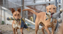 MAILO, Hund, Podenco in Spanien - Bild 7