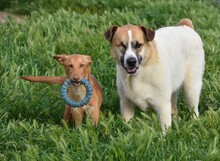 MAILO, Hund, Podenco in Spanien - Bild 8