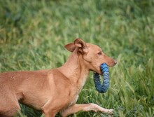 MAILO, Hund, Podenco in Spanien - Bild 9