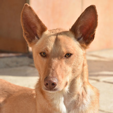 BARNABY, Hund, Podenco in Spanien - Bild 1