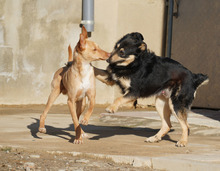 BARNABY, Hund, Podenco in Spanien - Bild 10