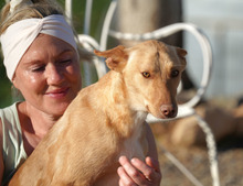 BARNABY, Hund, Podenco in Spanien - Bild 11
