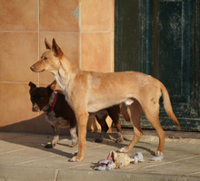 BARNABY, Hund, Podenco in Spanien - Bild 13