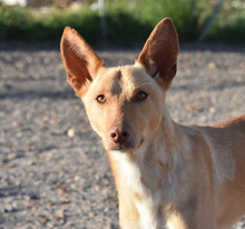 BARNABY, Hund, Podenco in Spanien - Bild 2