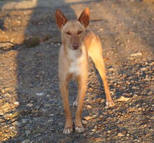 BARNABY, Hund, Podenco in Spanien - Bild 3