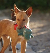 BARNABY, Hund, Podenco in Spanien - Bild 5