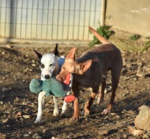 BARNABY, Hund, Podenco in Spanien - Bild 6