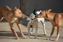 BARNABY, Hund, Podenco in Spanien - Bild 7