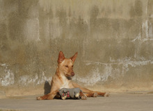 BARNABY, Hund, Podenco in Spanien - Bild 8
