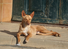 BARNABY, Hund, Podenco in Spanien - Bild 9