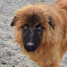 MARLEY, Hund, Deutscher Schäferhund-Mix in Spanien - Bild 1