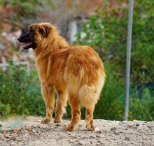 MARLEY, Hund, Deutscher Schäferhund-Mix in Spanien - Bild 10
