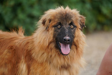 MARLEY, Hund, Deutscher Schäferhund-Mix in Spanien - Bild 12