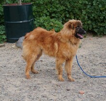 MARLEY, Hund, Deutscher Schäferhund-Mix in Spanien - Bild 13