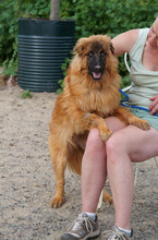 MARLEY, Hund, Deutscher Schäferhund-Mix in Spanien - Bild 14