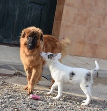 MARLEY, Hund, Deutscher Schäferhund-Mix in Spanien - Bild 15