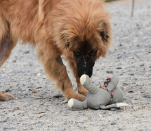 MARLEY, Hund, Deutscher Schäferhund-Mix in Spanien - Bild 2