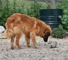 MARLEY, Hund, Deutscher Schäferhund-Mix in Spanien - Bild 3