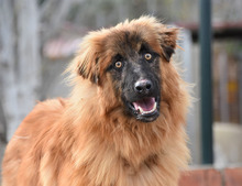 MARLEY, Hund, Deutscher Schäferhund-Mix in Spanien - Bild 4