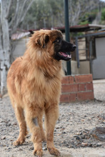 MARLEY, Hund, Deutscher Schäferhund-Mix in Spanien - Bild 5