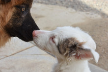 MARLEY, Hund, Deutscher Schäferhund-Mix in Spanien - Bild 7