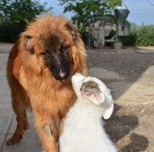 MARLEY, Hund, Deutscher Schäferhund-Mix in Spanien - Bild 8